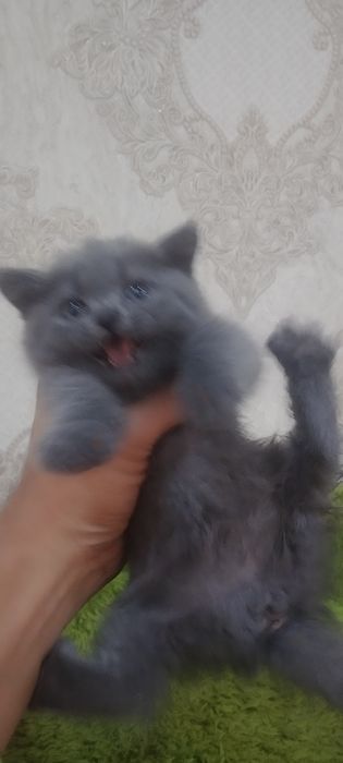 Продается котенок, порода Шотландский