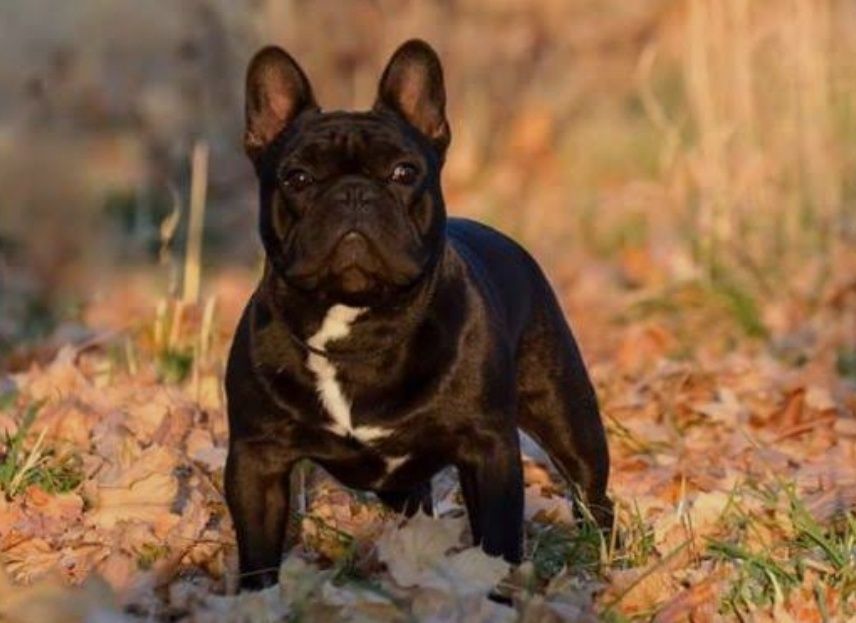 Fransuz buldogi qizbola