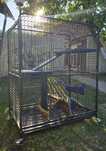 Vamd cușcă chinchilla