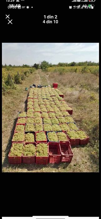Vand struguri de vin