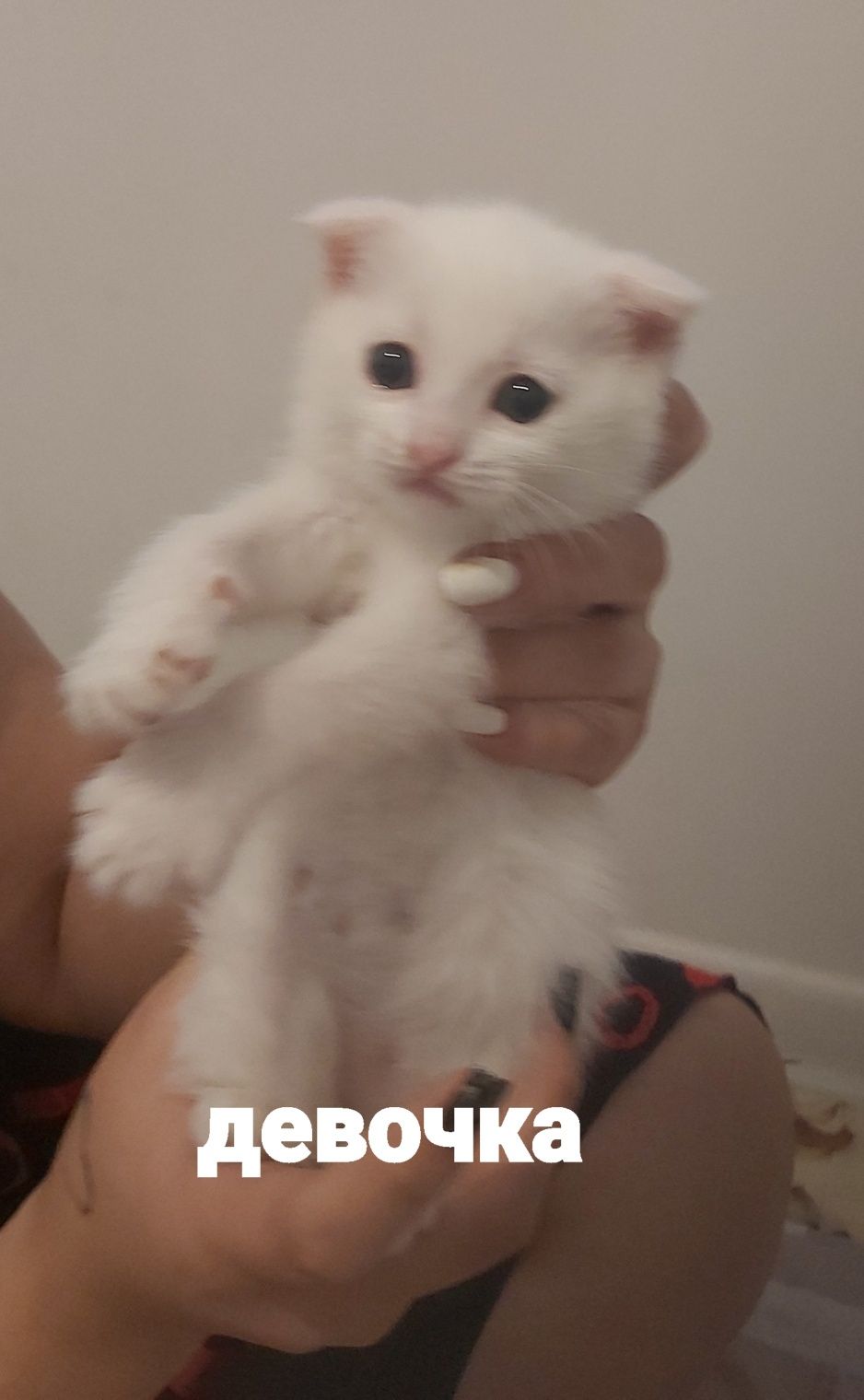 Белые Шотландские котята