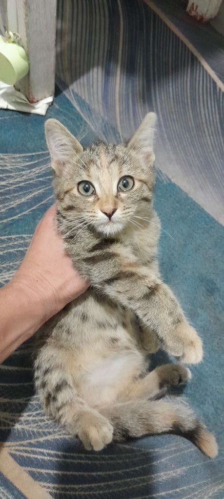 Отдам даром котенка девочку