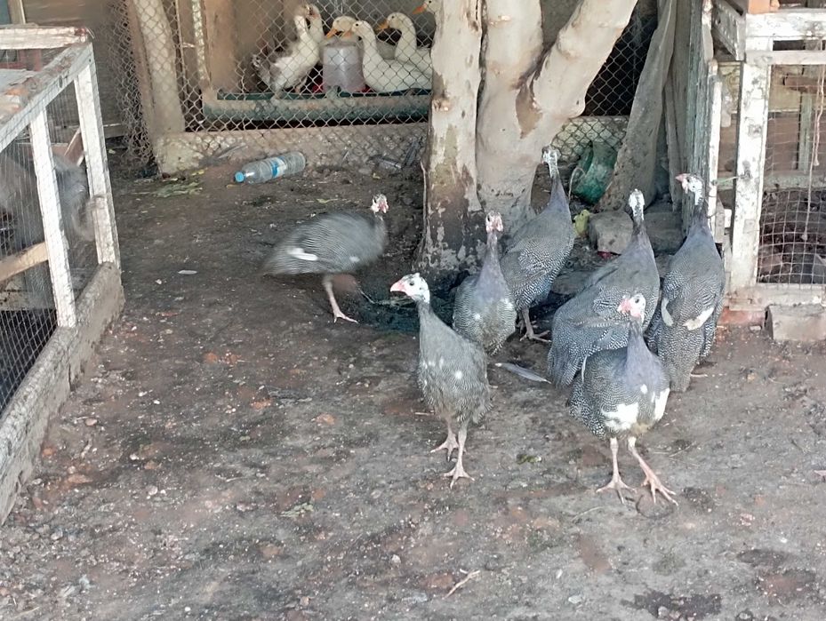 Сисаркалар хўроз макиён