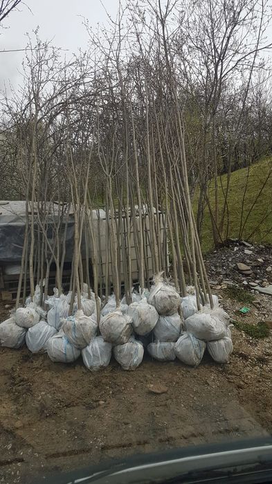 Vând mesteacăn cu coaja alba