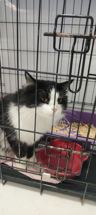 Отдаём в самые добрые руки