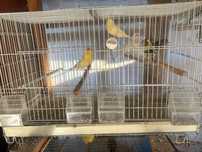 Canari de vânzare