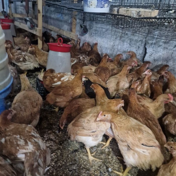 Puicute de ouă moravia si kabir