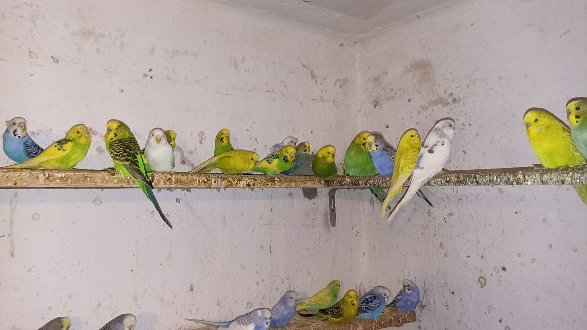 Papagali Perusi multicolor