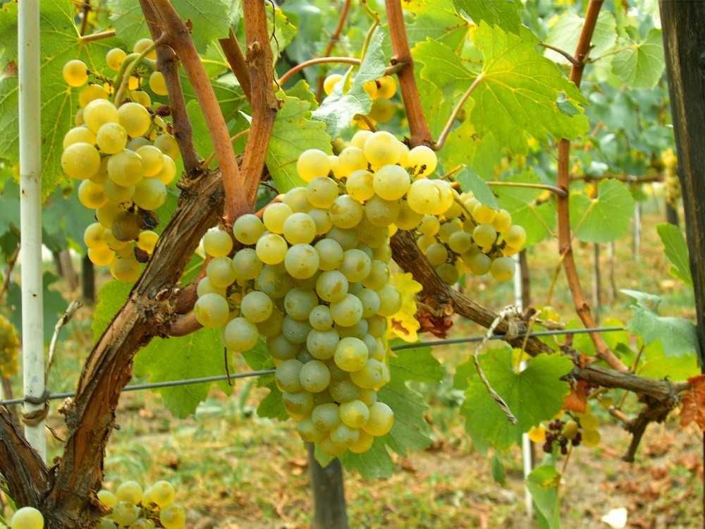 Struguri de vin productie proprie soiuri albi/negri, transport inclus