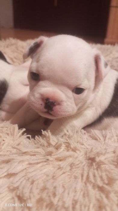 Предлогаю милых французиков для предварительного бронирования