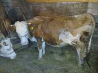 Vând vaca   de 5 ani,afăta de 7 luni