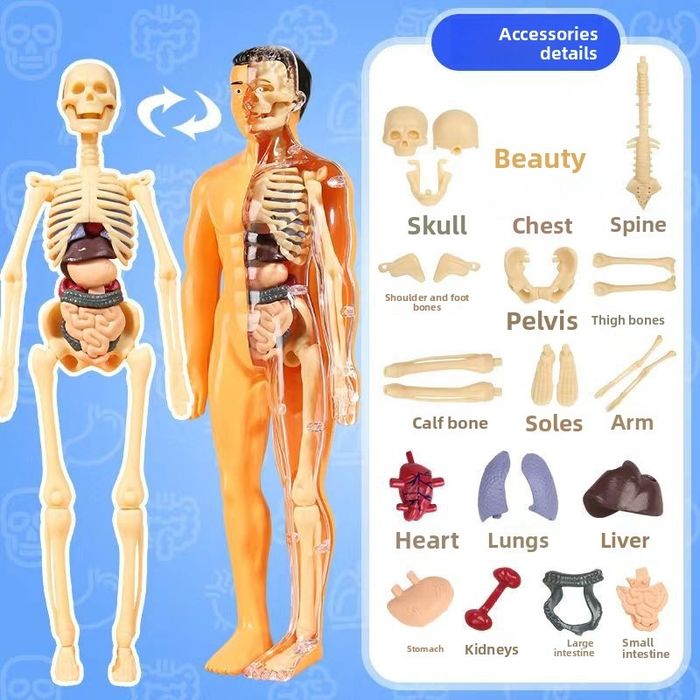 Corpul uman 3D Schelet anatomie patologica educație copii