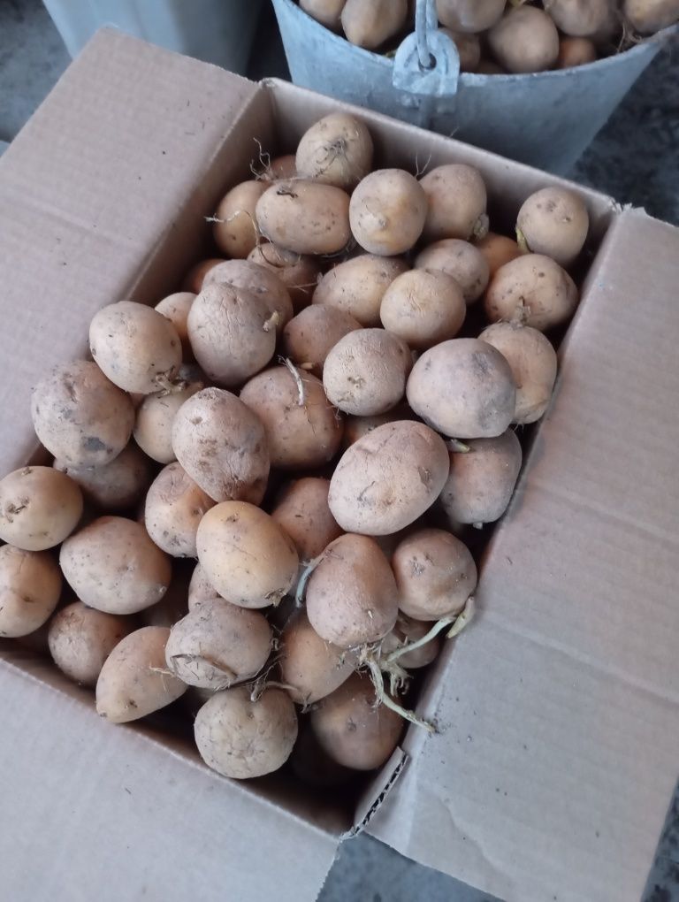 Продам картофель на семена