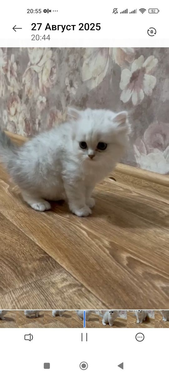 Два британских котика