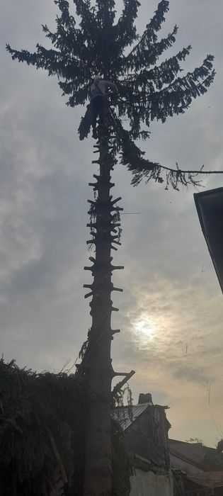 Taiere toaletare copaci cu alpinisti utilitari oriunde in tara  intret