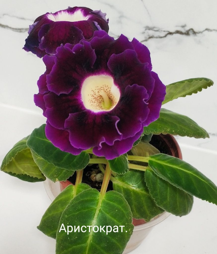Сортовые цветущие глоксинии.