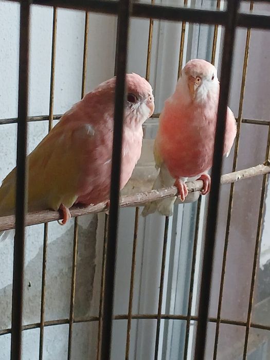 Pereche reproducatoare neoophema lutino