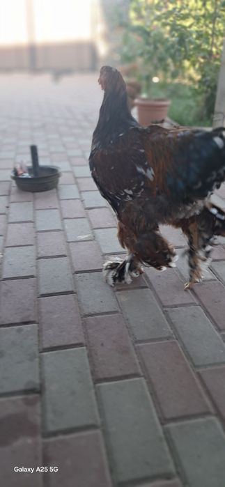 Cocoșii Brahma Porțelan