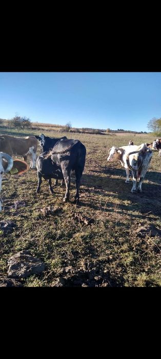 Vând 2 viței 140-180 kg + o vaca de abator 550 kg