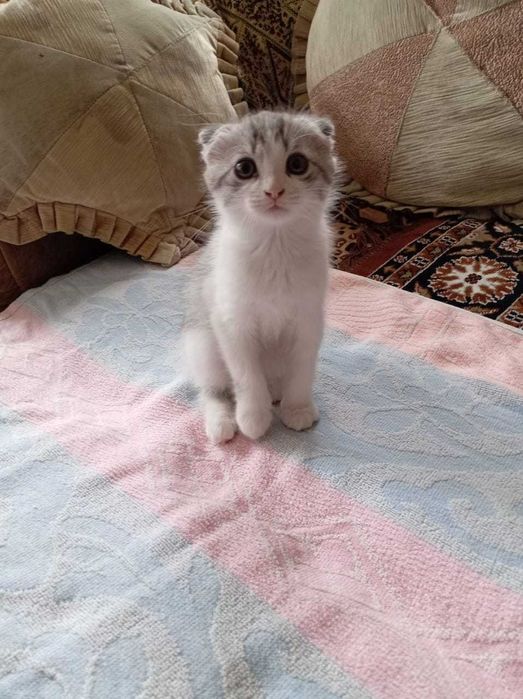 Отдам котят в добрые руки, бесплатно