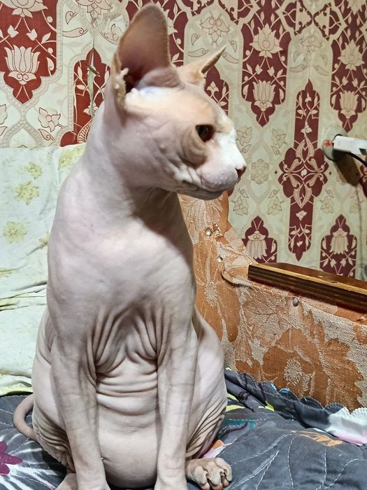 Пропал кот сфинкс кастрат