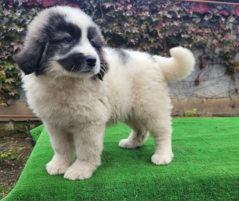 Ciobanesc de bucovina.