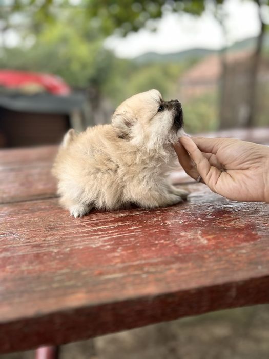Уникални померани