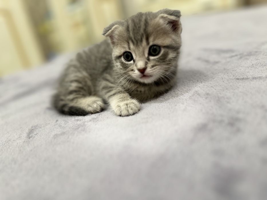Шотландский котенок