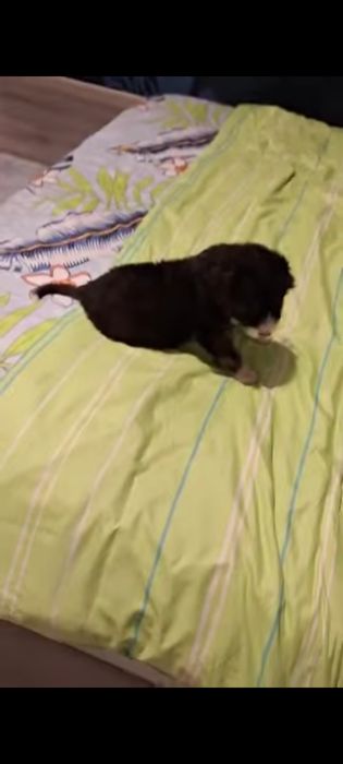 Ofer Ciobanesc crescut în casa