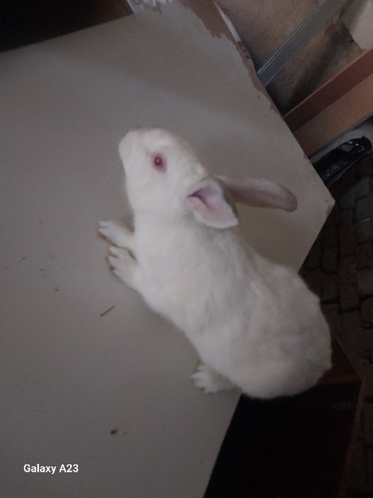 3 ta quyon hali yosh