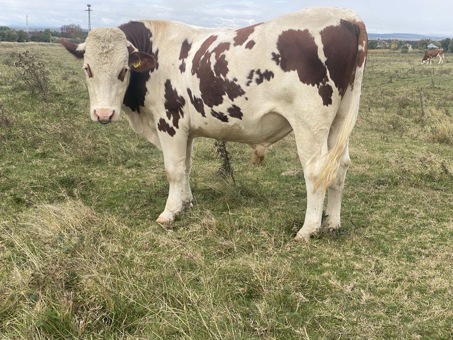 Vand Taur pentru monta