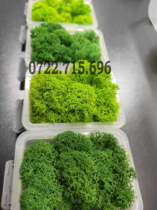 Licheni Iasi, calitate Premium, pret Importator direct