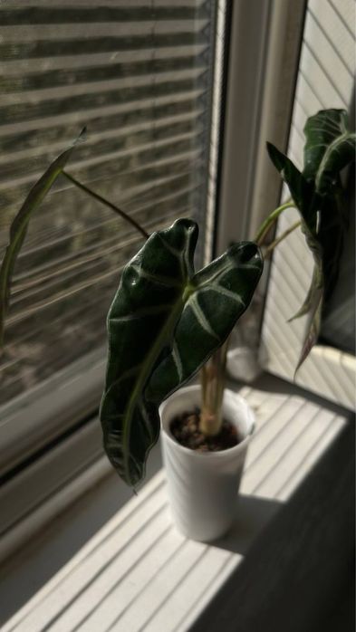 Алаказия бамбино alakaziya bambino