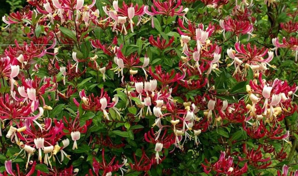 Lonicera  Mana maicii domnului-Caprifoi  rosu,roz,galben,alb 100 buc.