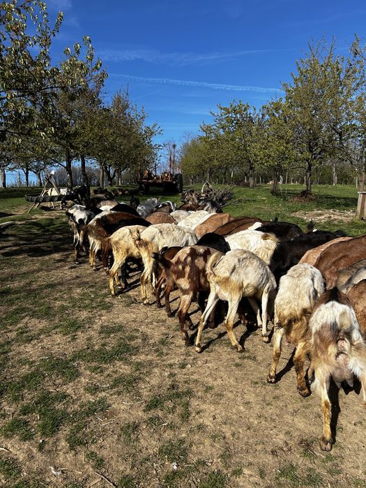 Capre Metris cu Anglonubian