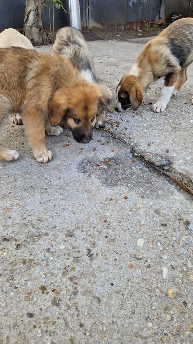 Câini spre adopție zona soseaua de centura Autobon, Greenkraft
