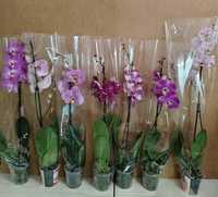 Распродажа Орхидеи свежие высокие