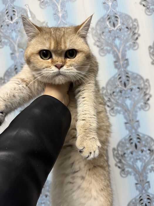 Продается котенок мальчик шиншила золото