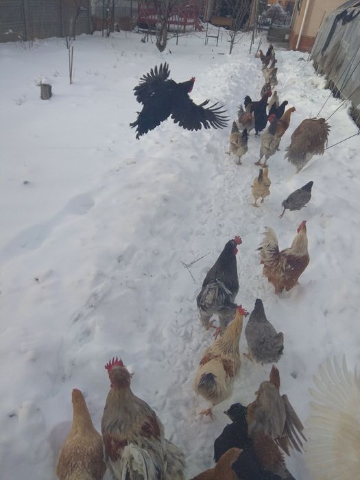 Петух/куры разной породы / Қораздар/тауықтар әртүрлі түрлі тұқымнан