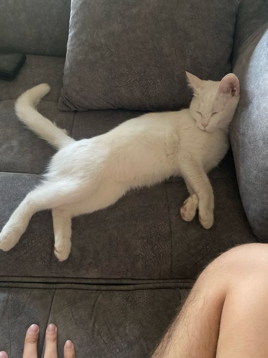 Кошка отдам в харошие руки