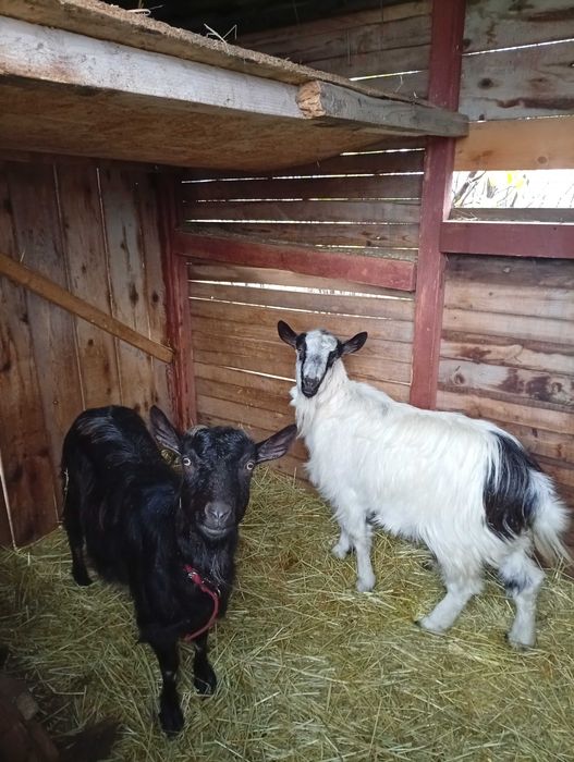 capre și țap de vanzare