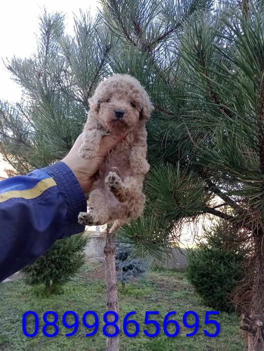 Мъжко Пуделче ...