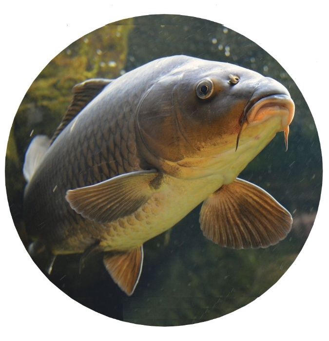 Калъф За Резервна Гума На Джип С Риба Риби