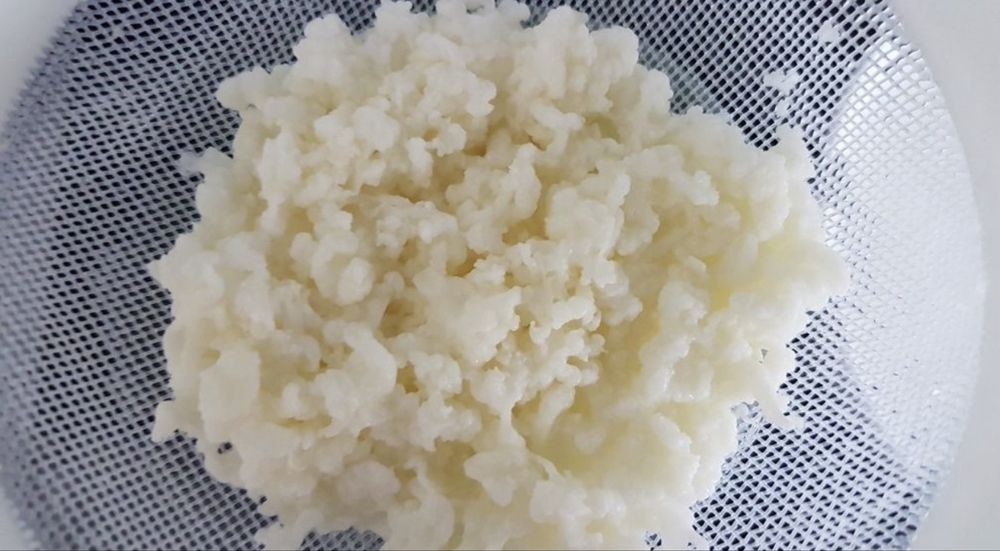 Тибетский молочный гриб