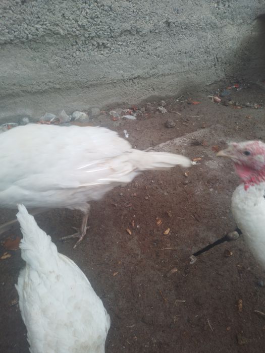 Индюк курка хурозлари