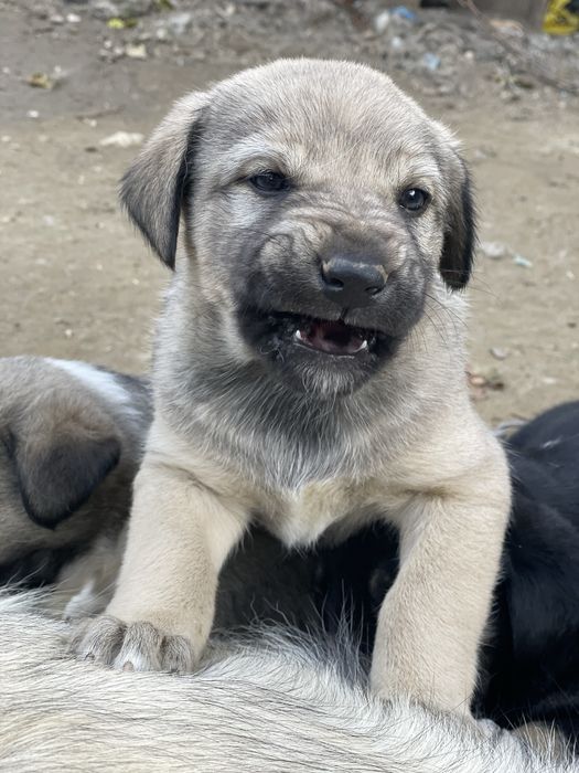 Подаряват се малки кученца кучета