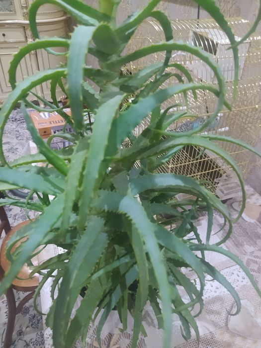 Продам алоэ ,большой и красивый .