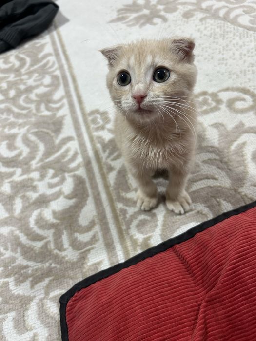 Скоттиш фолд ( мальчик)