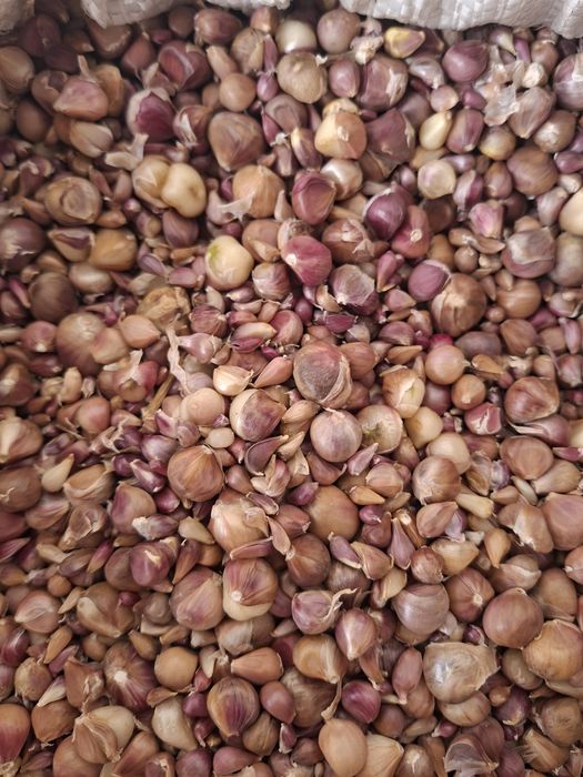 Samanta de baib si baib de consum