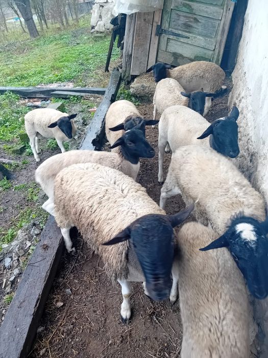 Vând berbecuți dorper